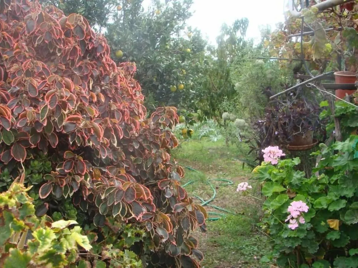 Apartment Orchard Cottage Granadilla De Abona Spain